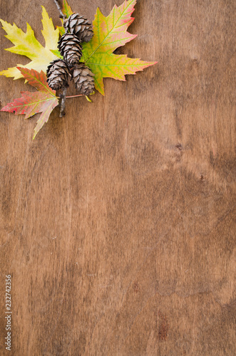 Autumn colored leaves and cones over old wooden background with copy space.