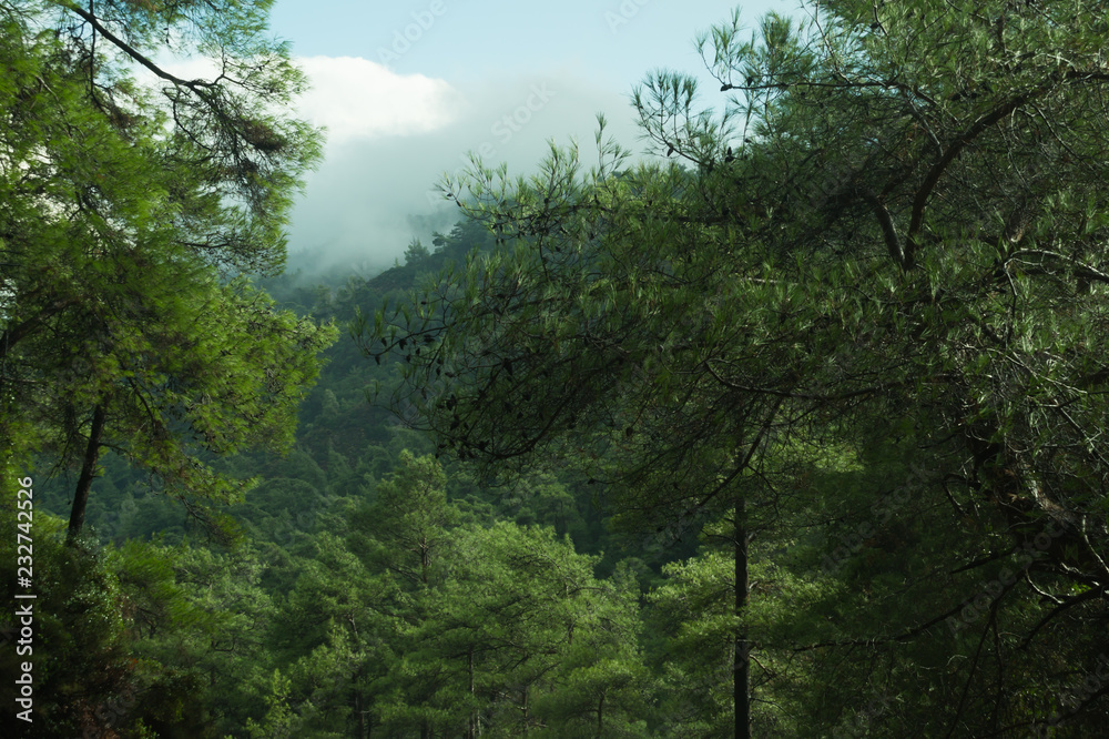 Mountain forest landscape nature background