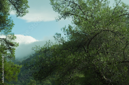 Mountain forest landscape nature background © maxkolmeto