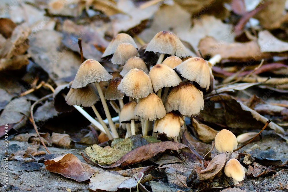 mushrooms mushrooms