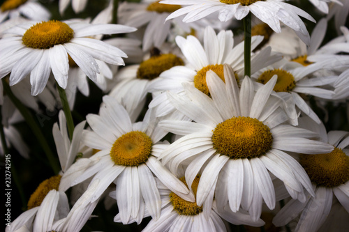 Many large white daisies with water drops after rain  background