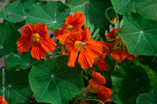 Tropaeolum majus  nasturtium - garden orange flowers  Indian cress