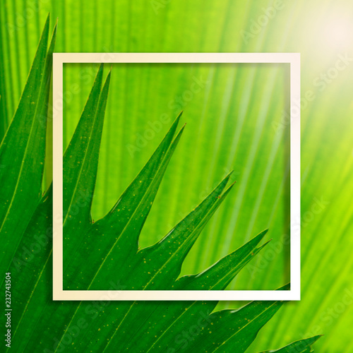 Square frame, Creative layout made Green leaf palm tree background with paper card note. Blank for advertising card or invitation. Nature concept. Fern leaf in Forest. Summer poster. photo