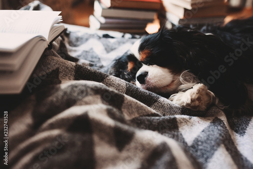 cozy winter home with dog sleeping on bed on warm blanket, book and cup of tea. Authentic house interior. photo