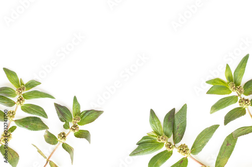Garden Spurge (Euphorbia hirta L.) Herbal warts treatment groups isolated on white background