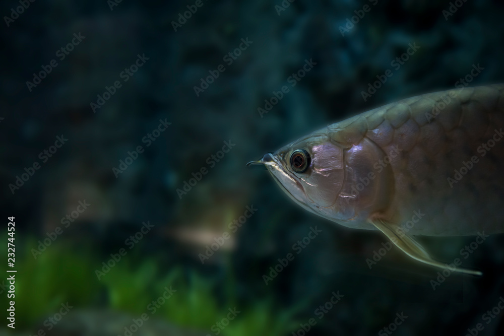 Fototapeta premium arowana