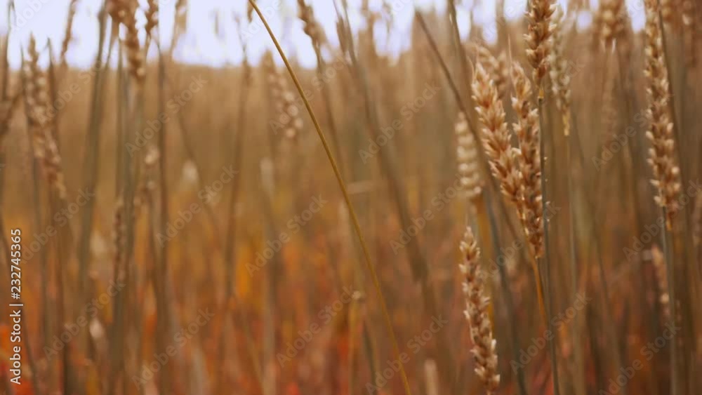 Dry wheat gold stalks swaying on the wind isolated slowmotion. Scenery autumn wildlife grassland view. Industrial farming scene at windy day. Cultivate culture, grass grow, herbal country land Dry wheat gold stalks swaying on the wind isolated slowmotion. Scenery autumn wildlife grassland view. Industrial farming scene at windy day. Cultivate culture, grass grow, herbal country land