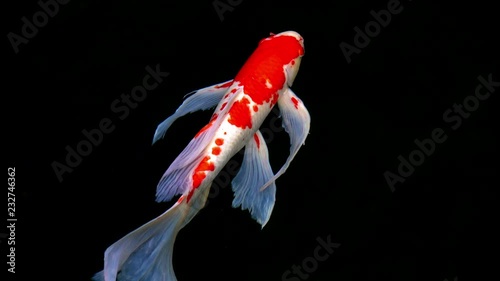 Animals Koi, Fancy carps fish are swimming in water