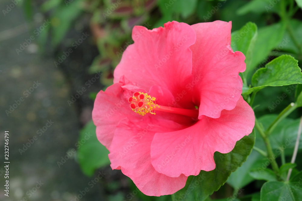 pink rose in the garden