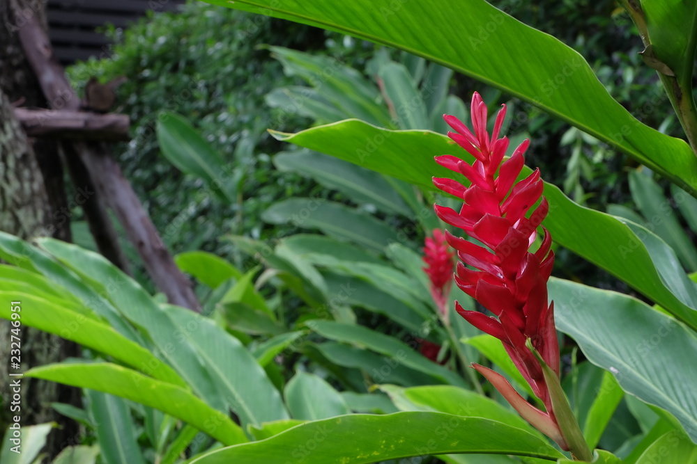 Obraz premium red flower