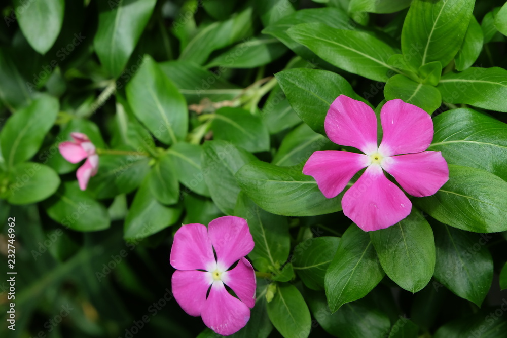 pink flowers in the garden pink flowers in the garden
