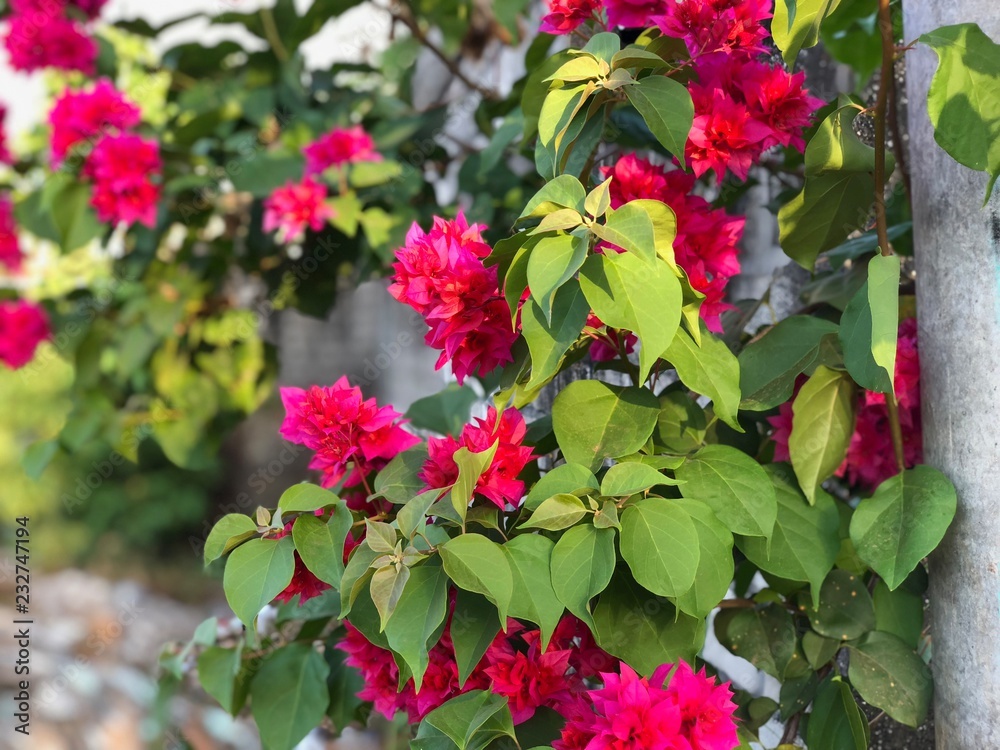 Red and pink Bougainvillea flower with green leaves near a grey wall in the late afternoon sun