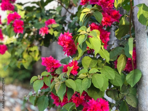 Red and pink Bougainvillea flower with green leaves near a grey wall in the late afternoon sun