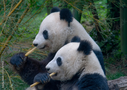 Fototapeta Naklejka Na Ścianę i Meble -  Panda bears