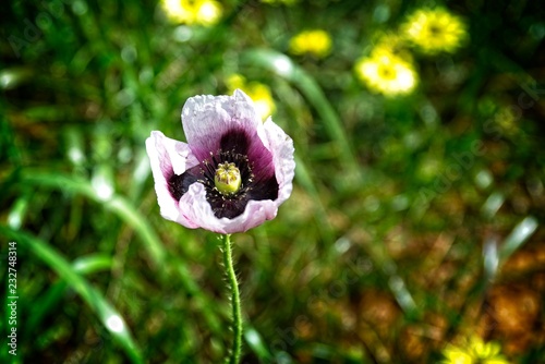 Flower in nature