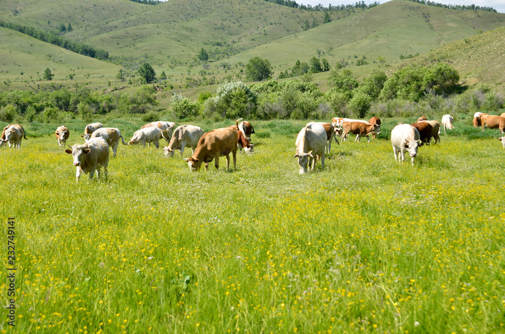 cows in a field