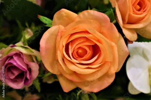 Orange Rose Flower