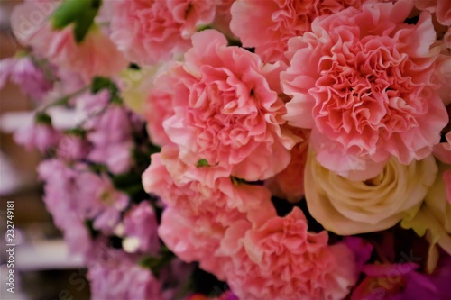 Pink carnations