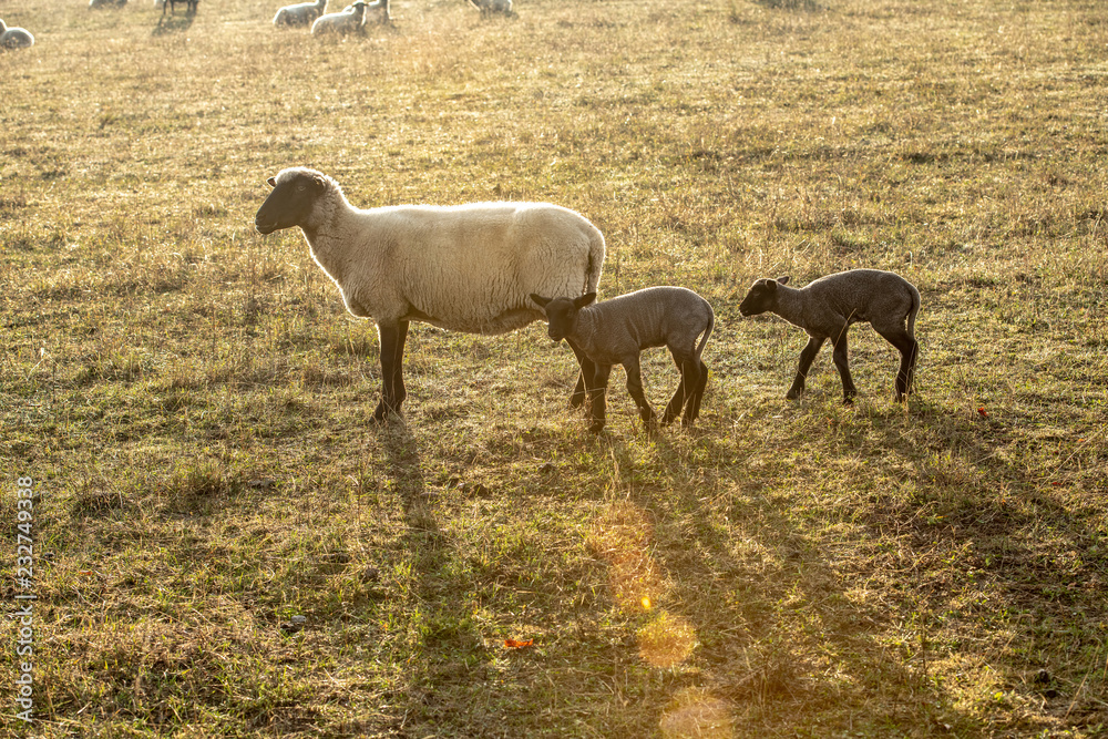 Fototapeta premium sheep with black and white wool with little lambs