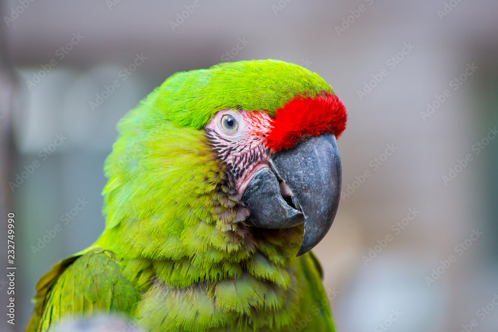 ヒワコンゴウインコ インコ 緑 Ara macao : Scarlet Macaw or Araca ヒワコンゴウインコ インコ 緑 Ara macao : Scarlet Macaw or Araca