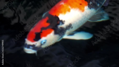 Animals Koi, Fancy carps fish are swimming in water