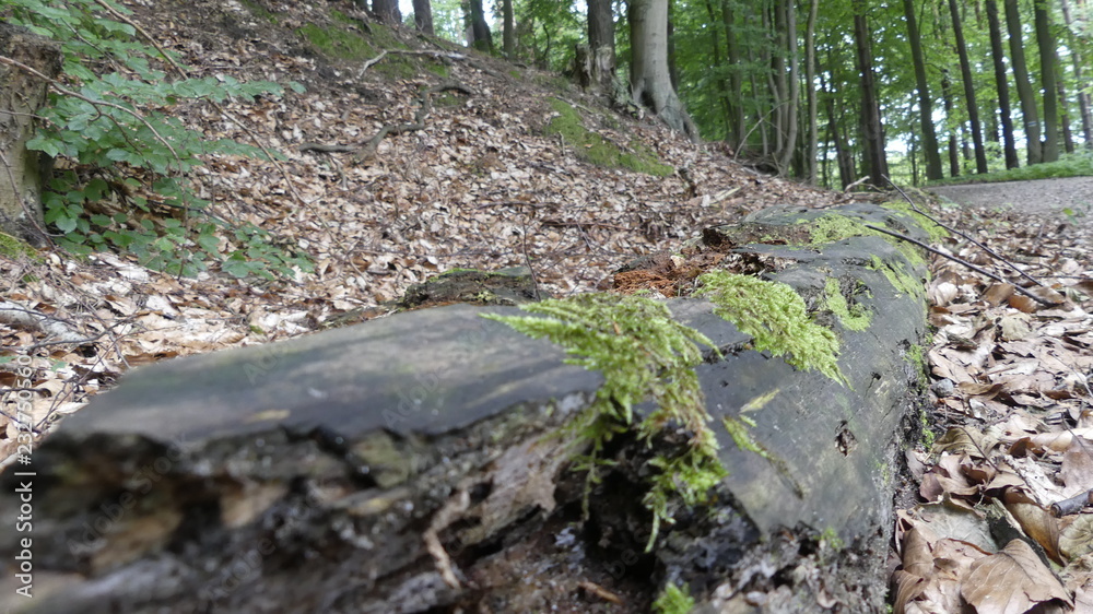 Fototapeta premium Wald