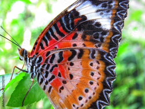 Butterfly in its habitat © Kathrinerajalingam