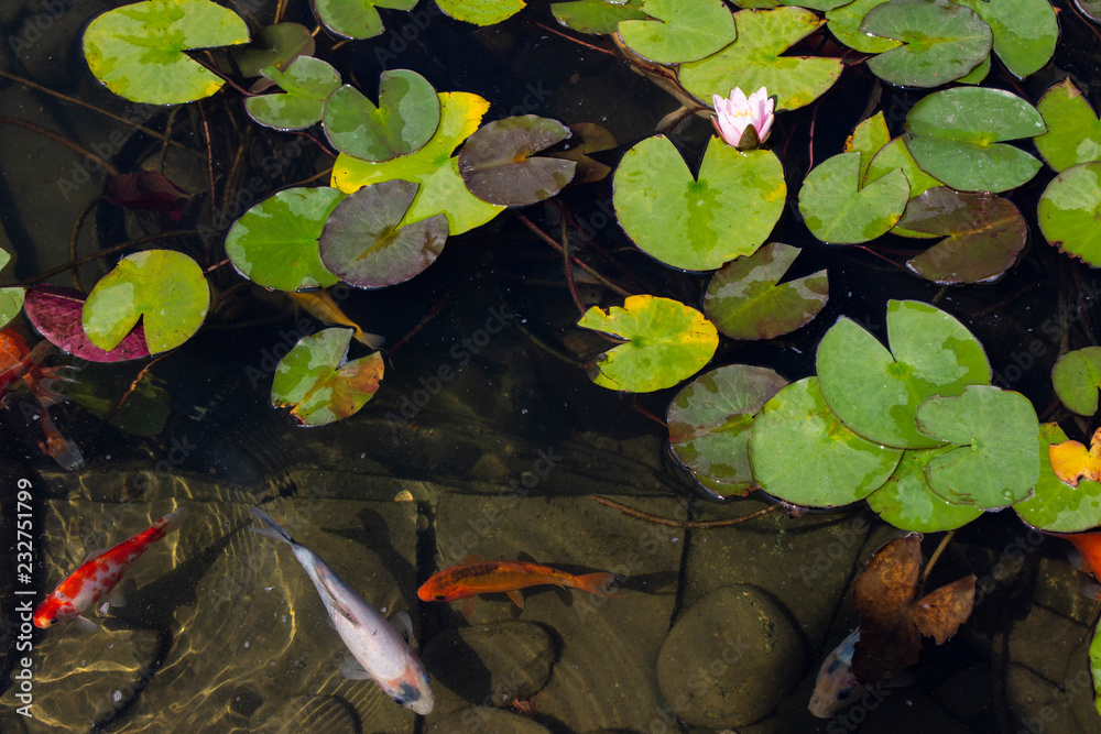 Koi Carp Fish swims among water lily in the water Koi Carp Fish swims among water lily in the water