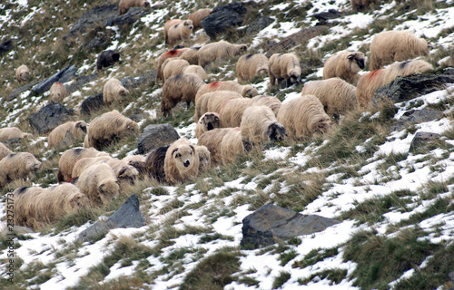 Flock of sheep at Fagaras mountains, Romania