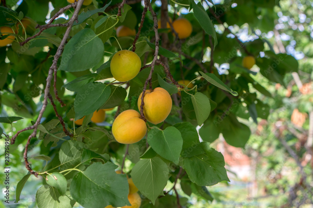 Prunus armeniaca tree branches full of frits, ripening apricots on the tree during summer season