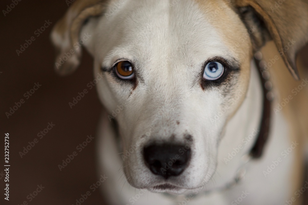 puppy eyes puppy eyes