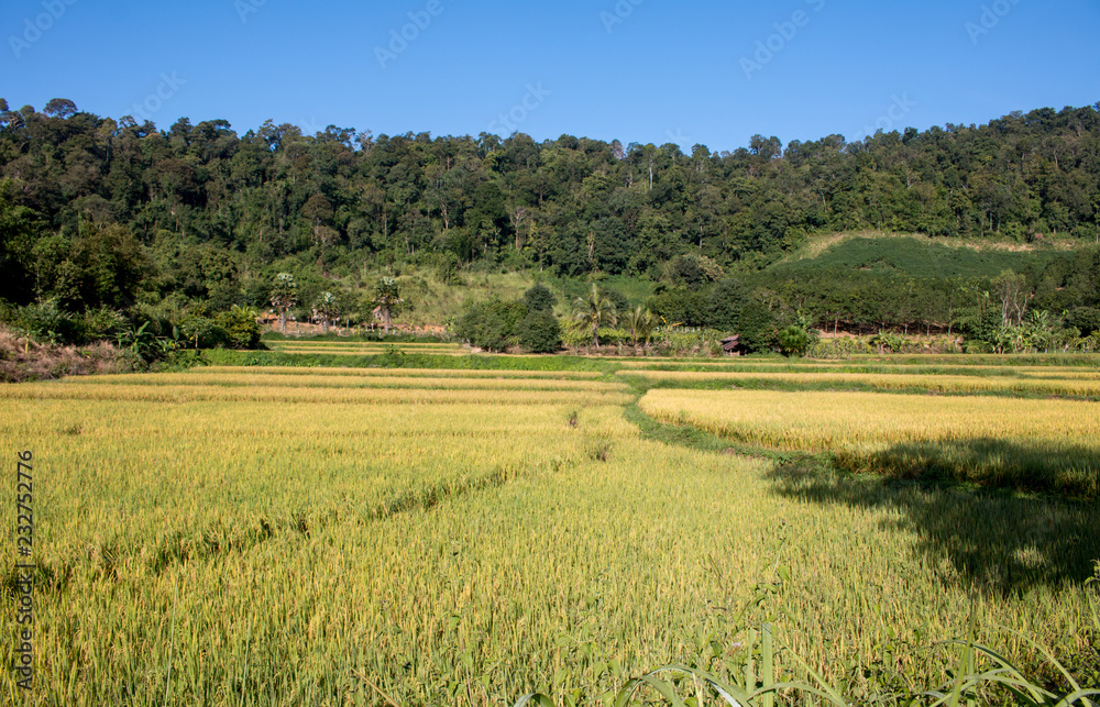 rice spike in Paddy field