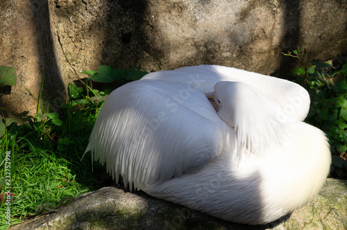 もう動きたくないペリカン photo