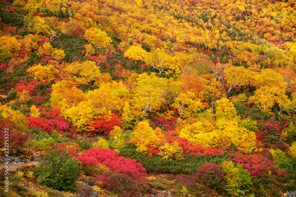 長野県　乗鞍岳の位ヶ原の紅葉