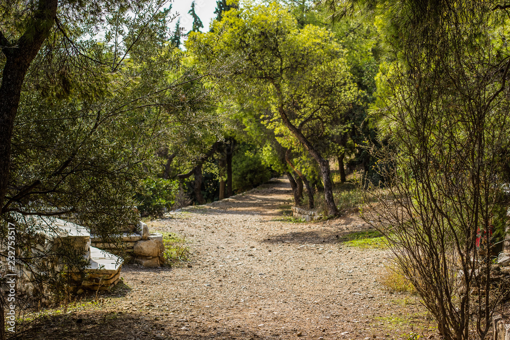 soft focus empty trail in park suburb nature environment 