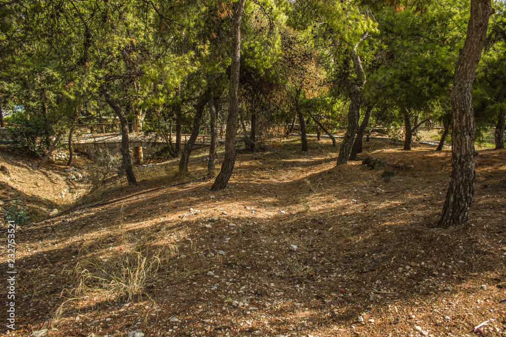 soft focus empty trail in park suburb nature environment 
