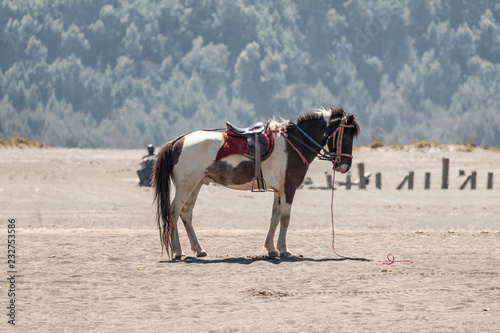 Side white brown horse standing on desert