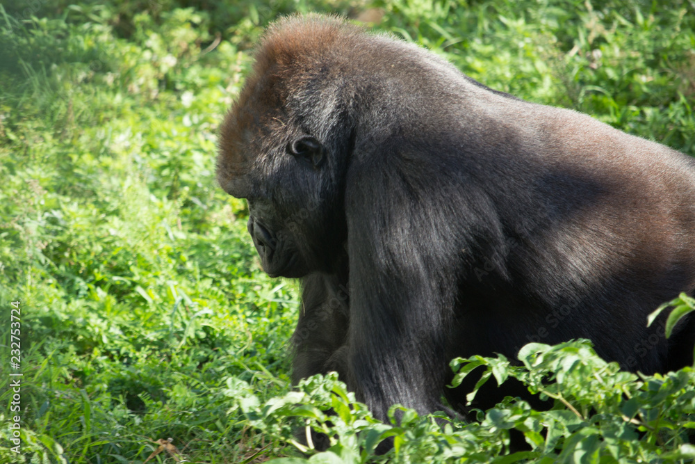 Fototapeta premium Captive Gorilla Relaxes in outdoor sunshine