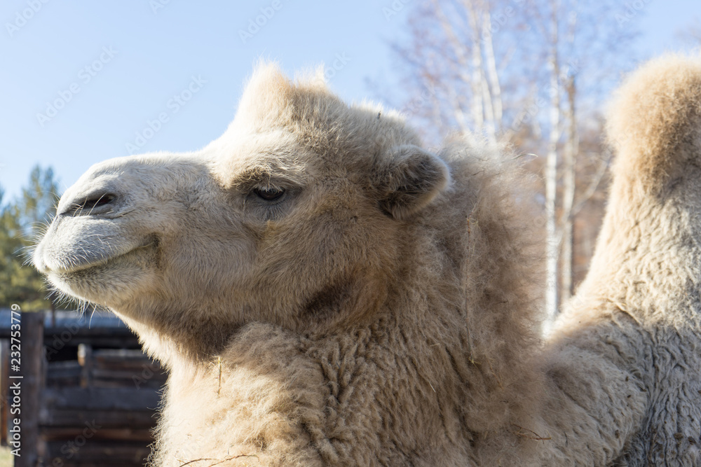 Obraz premium portrait of camel