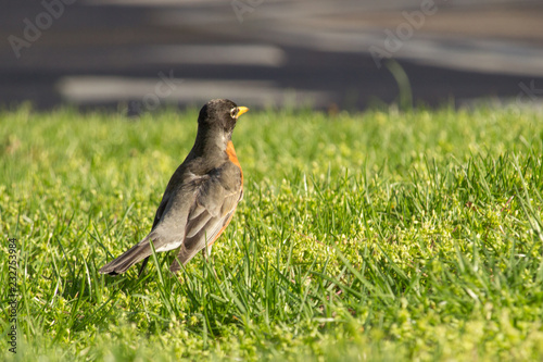 Robin city bird on grass next to road in Chicago, IL