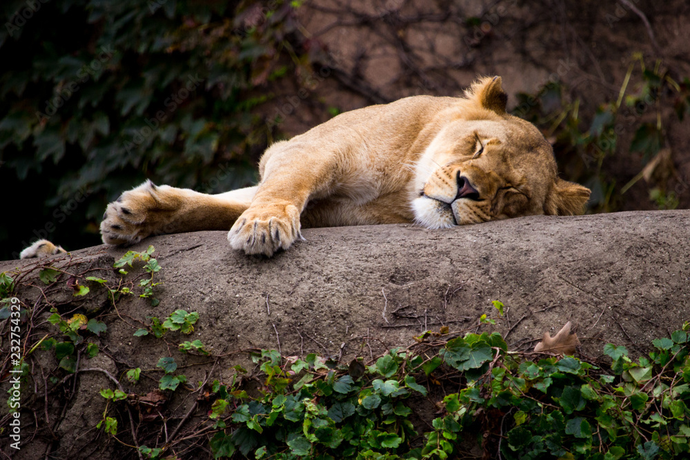 Lioness in Chicago Zoo sleeping on rock in enclosure Lioness in Chicago Zoo sleeping on rock in enclosure