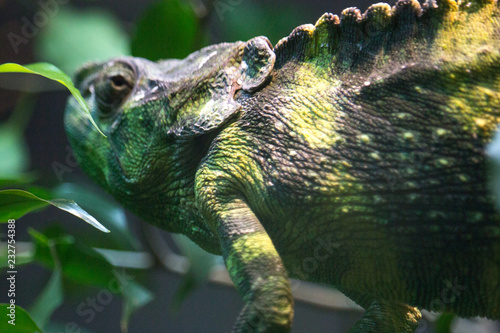 Green and brown Iguana hiding in leafy tree