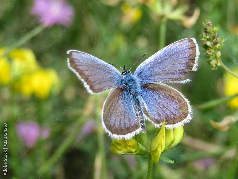 Common Blue butterfly sitting on a flower, close-up. Polyommatus icarus on green meadow Common Blue butterfly sitting on a flower, close-up. Polyommatus icarus on green meadow