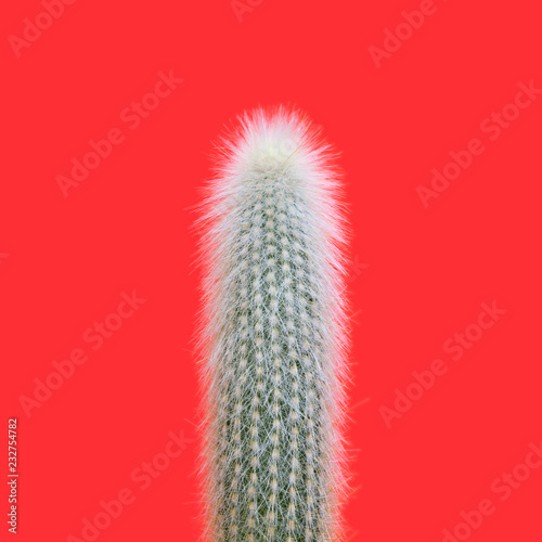 A silver torch cactus (Cleistocactus strausii) photo