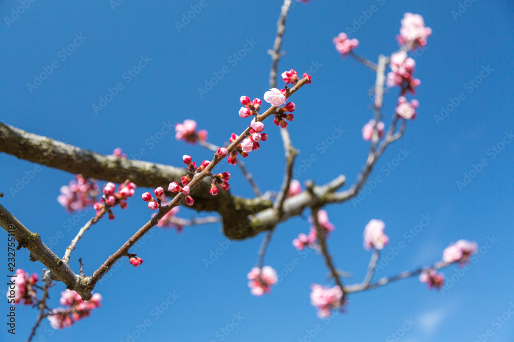 長野県 あんず畑 長野県 あんず畑