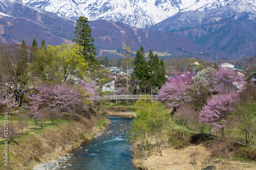 長野県 大出公園の桜