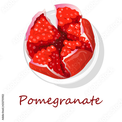 Pomegranate hand drown vector illustration isolated on white background.