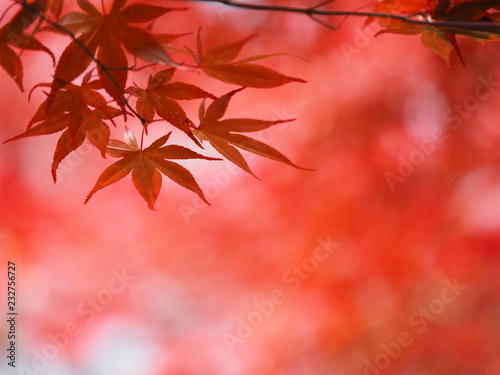 北海道 真っ赤なノムラモミジの風景