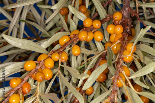 Sea buckthorn berries on a branch