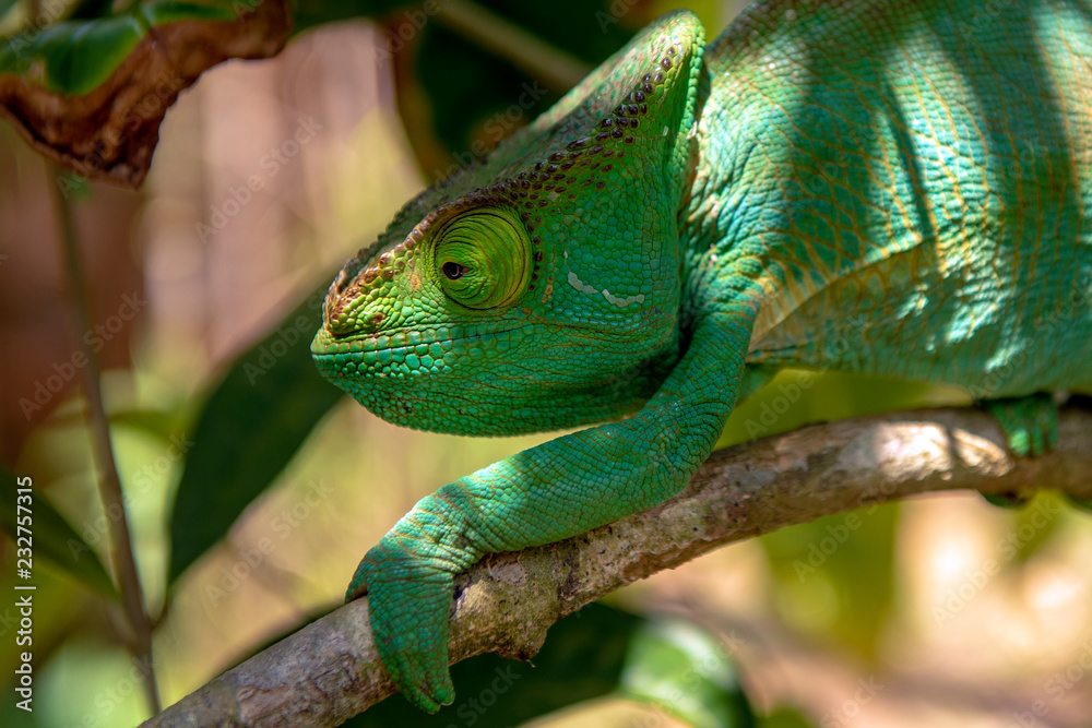 A chameleon species that is endemic to wild nature Madagascar